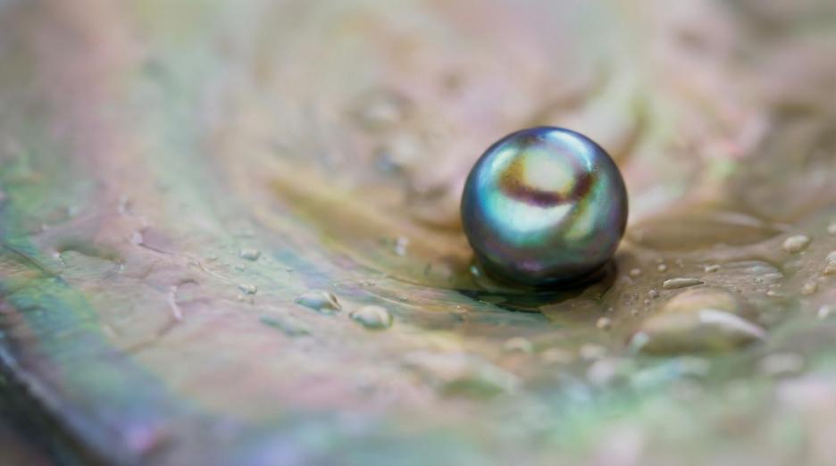 Perle nacrée dans une coquille